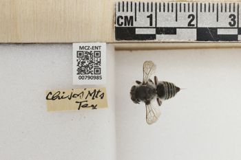 Media type: image;   Entomology 790985 Aspect: Labels